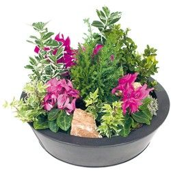 COUPE DE CYCLAMENS COUPE DE CYCLAMENS
