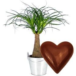 BONSAI NOLINA + COEUR CHOCO BONSAI NOLINA + COEUR CHOCO