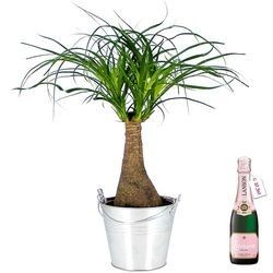 BONSAI NOLINA + 1/2 LANSON ROSE BONSAI NOLINA + 1/2 LANSON ROSE