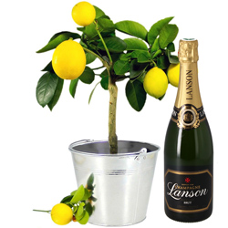 CITRONNIER + LANSON BRUT 75CL CITRONNIER + LANSON BRUT 75CL
