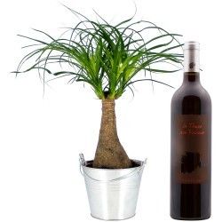 BONSAI NOLINA + VIN ROUGE 75CL BONSAI NOLINA + VIN ROUGE 75CL