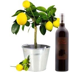 CITRONNIER + VIN ROUGE 75CL CITRONNIER + VIN ROUGE 75CL