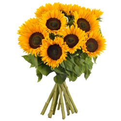 BOUQUET DE 10 TOURNESOLS BOUQUET DE 10 TOURNESOLS