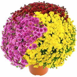 CHRYSANTHEME MULTICOLORE CHRYSANTHEME MULTICOLORE