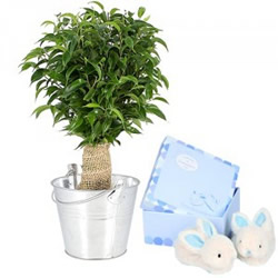 BONSAI FICUS + COFFRET NAISSANCE BLEU BONSAI FICUS + COFFRET NAISSANCE BLEU