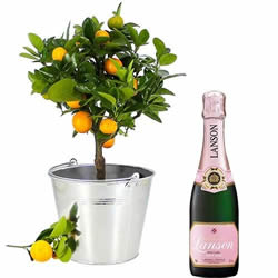 ORANGER + 1/2 LANSON ROSE