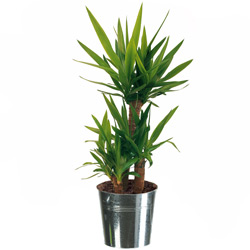 YUCCA