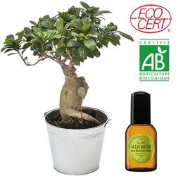 BONSAI GINSENG + EAU DE TOILETTE BONSAI GINSENG + EAU DE TOILETTE