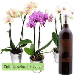 1 ORCHIDEE 2 BRANCHES + VIN ROUGE 75CL 1 ORCHIDEE 2 BRANCHES + VIN ROUGE 75CL