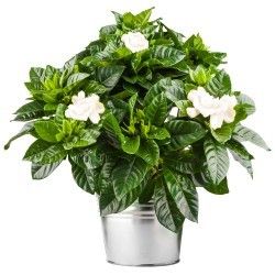 GARDENIA GARDENIA