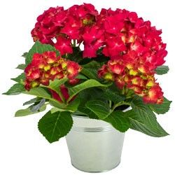 HORTENSIA HORTENSIA
