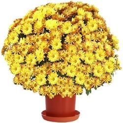 CHRYSANTHEME ORANGE CHRYSANTHEME ORANGE