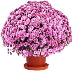 CHRYSANTHEME ROSE CHRYSANTHEME ROSE