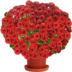 CHRYSANTHEME ROUGE CHRYSANTHEME ROUGE