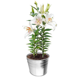 LYS EN POT LYS EN POT
