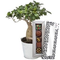 BONSAI GINSENG + 5 CHOCOLATS BONSAI GINSENG + 5 CHOCOLATS