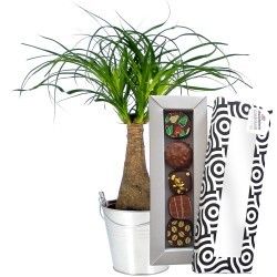 BONSAI NOLINA + 5 CHOCOLATS BONSAI NOLINA + 5 CHOCOLATS