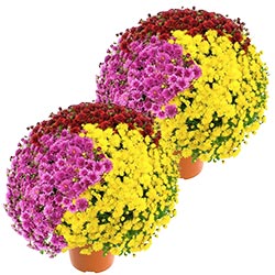 2 CHRYSANTHEMES MULTICOLORES 2 CHRYSANTHEMES MULTICOLORES
