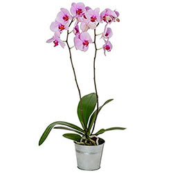 ORCHIDéE ORCHIDéE