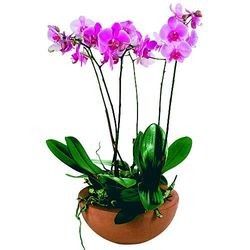 COUPE DE PHALAENOPSIS COUPE DE PHALAENOPSIS