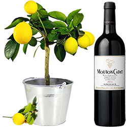 CITRONNIER + VIN ROUGE CITRONNIER + VIN ROUGE