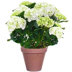 HORTENSIA BLANC HORTENSIA BLANC