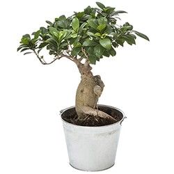 BONSAI GINSENG BONSAI GINSENG