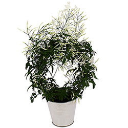 JASMIN EN POT JASMIN EN POT