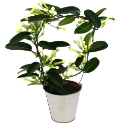 STEPHANOTIS STEPHANOTIS