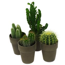 4 CACTUS 4 CACTUS