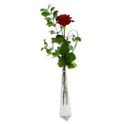 1 ROSE 60CM + SOLIFLOR