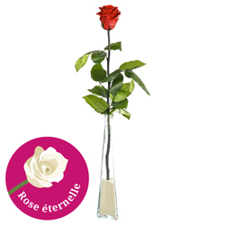 ROSE STABILISEE 70CM + SOLIFLOR ROSE STABILISEE 70CM + SOLIFLOR