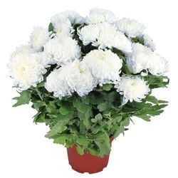 CHRYSANTHEME BLANC CHRYSANTHEME BLANC
