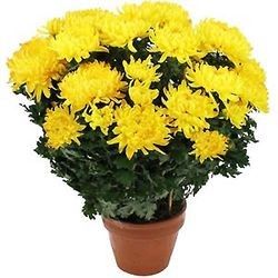 CHRYSANTHEME JAUNE CHRYSANTHEME JAUNE