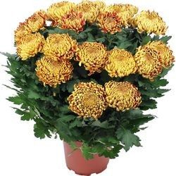 CHRYSANTHEME OR CHRYSANTHEME OR