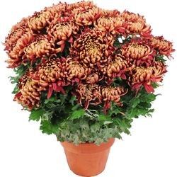 CHRYSANTHEME BORDEAUX CHRYSANTHEME BORDEAUX