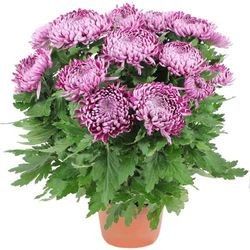 CHRYSANTHEME VIOLET CHRYSANTHEME VIOLET