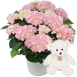HORTENSIA ROSE + OURSON HORTENSIA ROSE + OURSON
