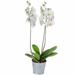 ORCHIDEE BLANCHE 2 BRANCHES ORCHIDEE BLANCHE 2 BRANCHES