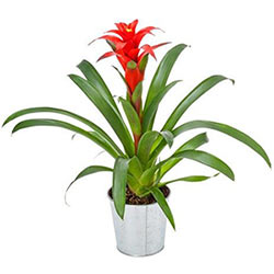 GUZMANIA GUZMANIA