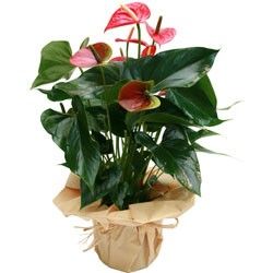 ANTHURIUM ANTHURIUM
