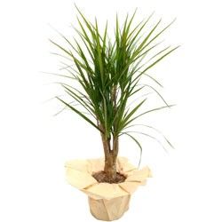 DRACENA DRACENA