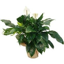 SPATHIPHYLLUM SPATHIPHYLLUM