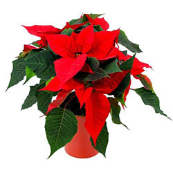POINSETTIA POINSETTIA