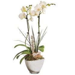 ORCHIDEE BLANCHE 2 BRANCHES ORCHIDEE BLANCHE 2 BRANCHES