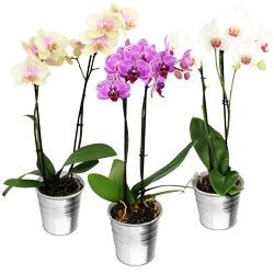 1 ORCHIDEE 2 BRANCHES 1 ORCHIDEE 2 BRANCHES