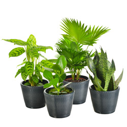 4 PLANTES VERTES 4 PLANTES VERTES