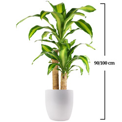 DRACENA MASSANGEANA