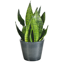 SANSEVERIA