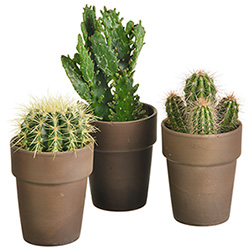 3 CACTUS 3 CACTUS